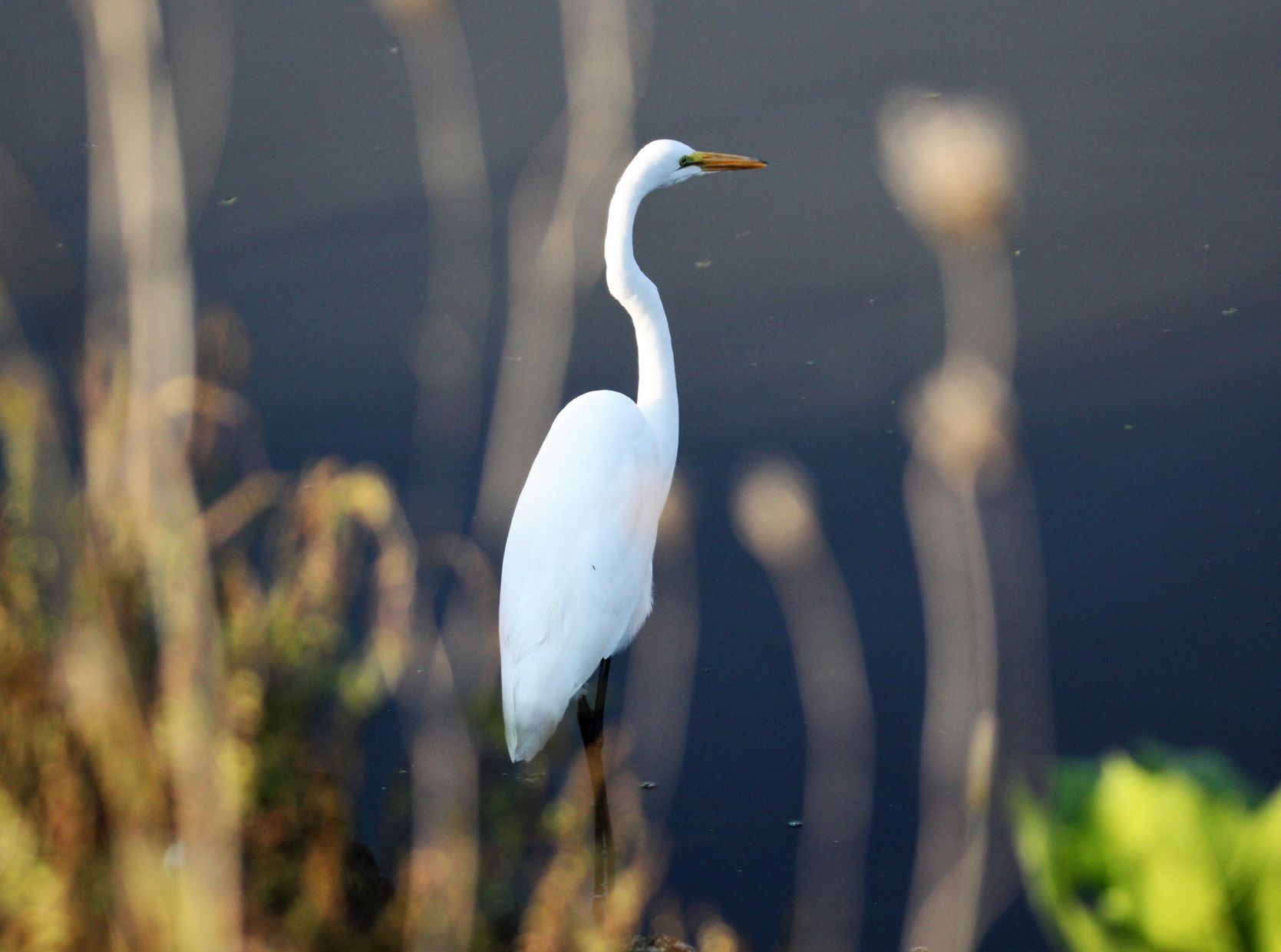 Egret.JPG